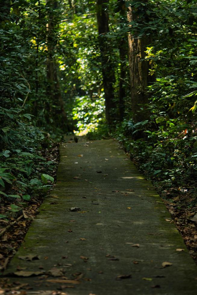 national park trail philippines photo