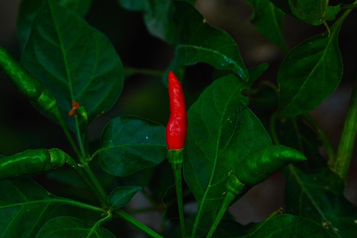 Bird's Eye Chili photo