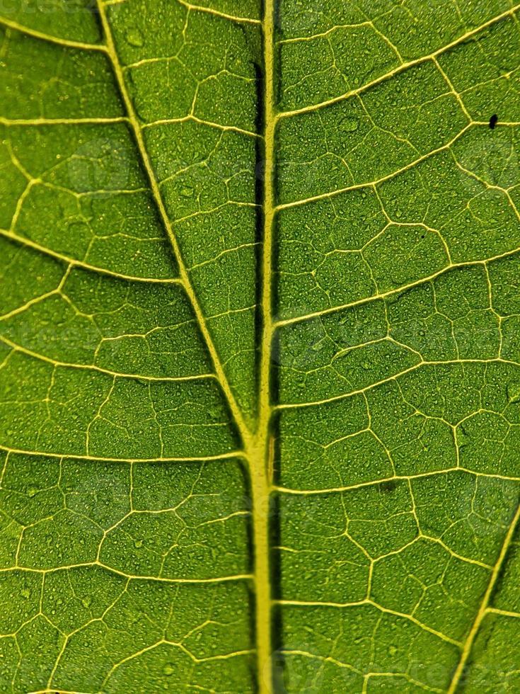 macro fotografía, cerca arriba de hoja textura foto