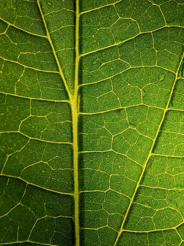 macro fotografía, cerca arriba de hoja textura foto