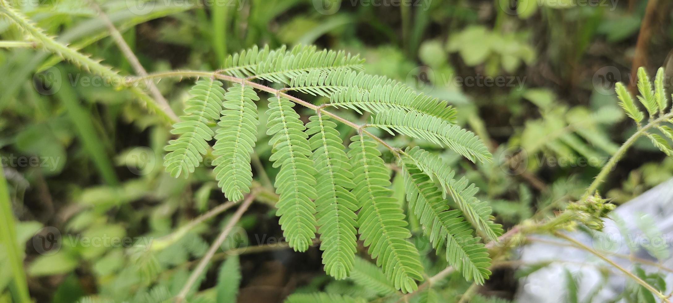 verde mimosa hoja cerca arriba foto