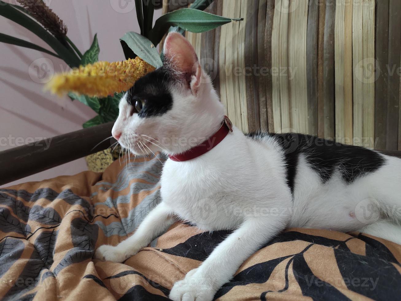 Domestic tuxedo cat is watching photo