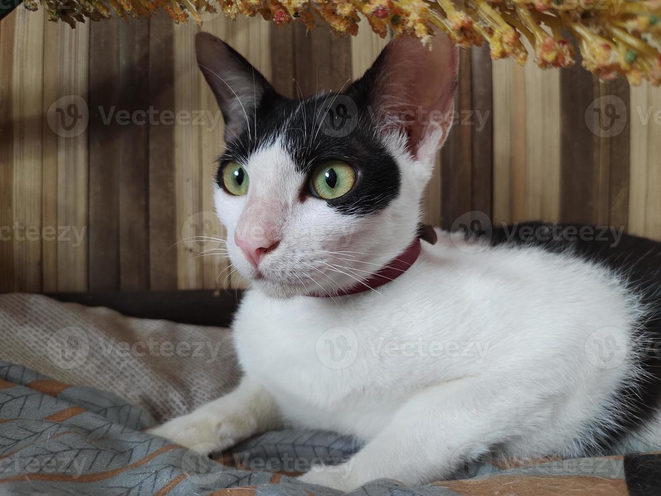 Closeup of a tuxedo cat photo