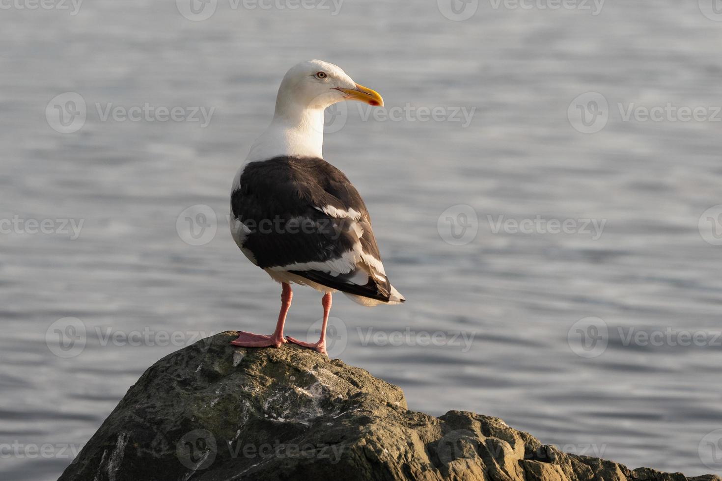 Bird of Pacific gull standing on rocky shore of Pacific Ocean and looking around photo