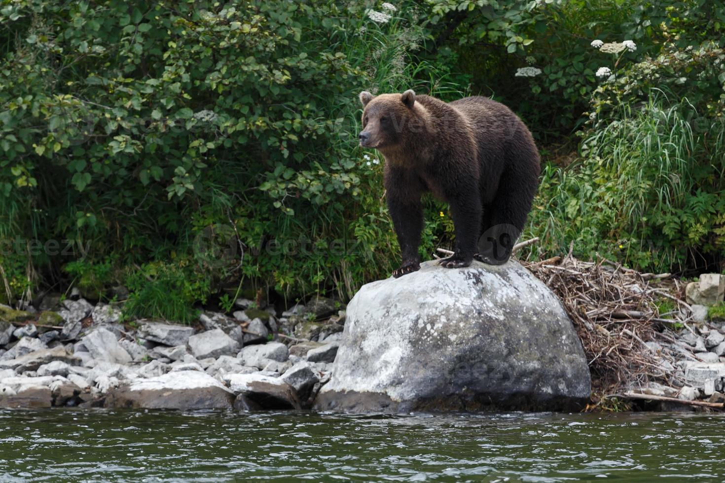 Brown bears in natural habitat photo