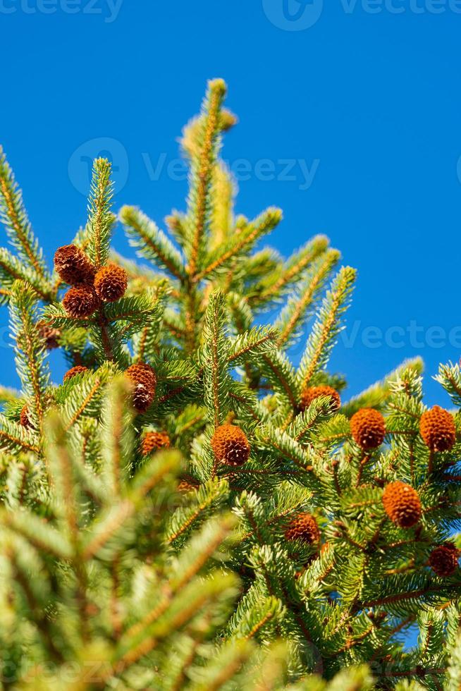 Branch of Xmas pine tree with needles and pine cones photo