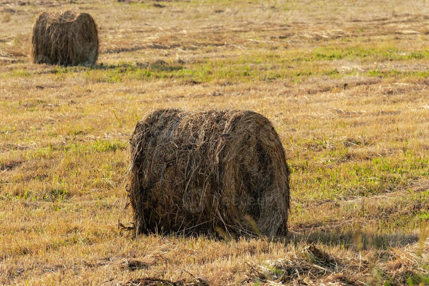 View of yellow hay rolls on mowed field, rural landscape photo