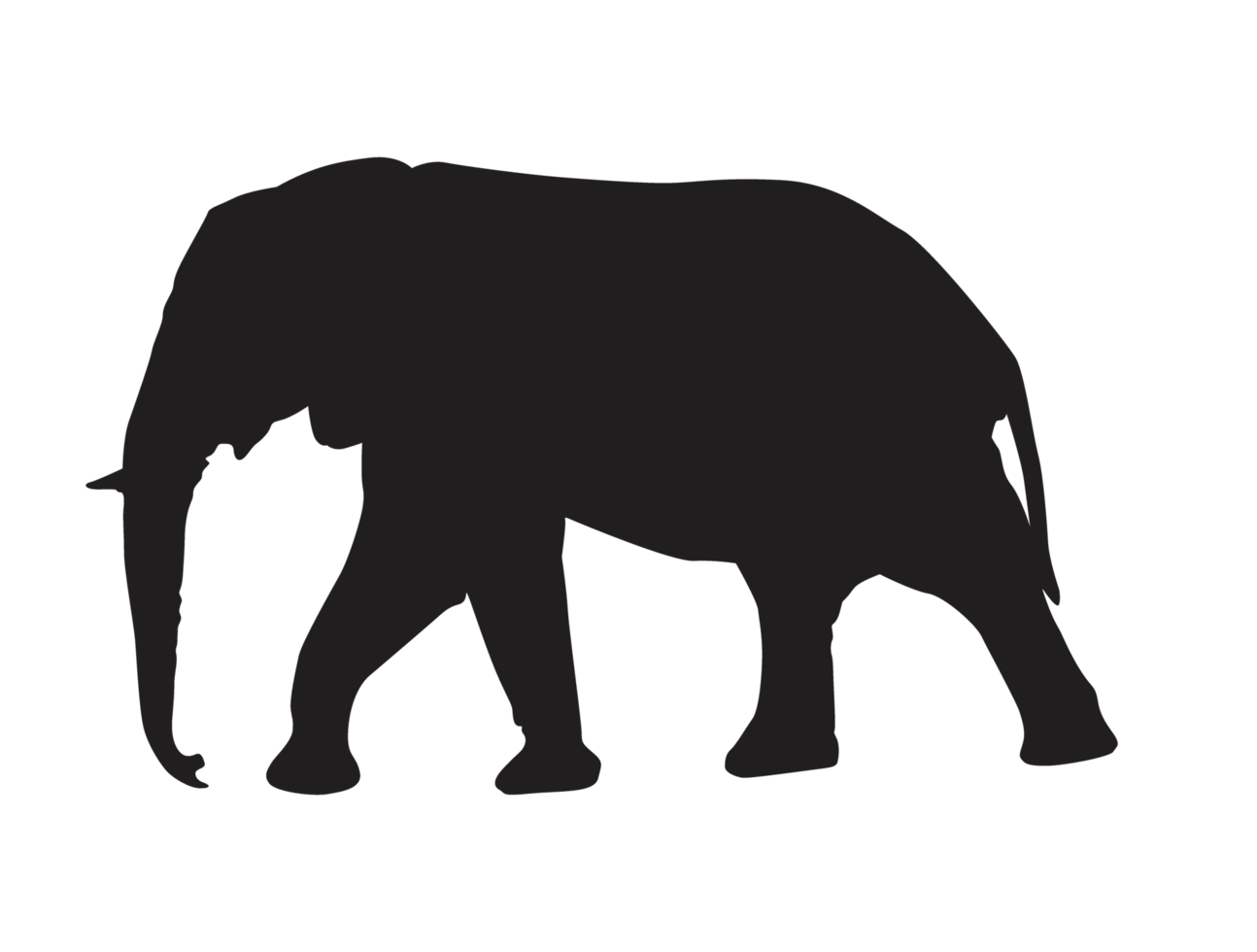 animal - l'éléphant silhouette png