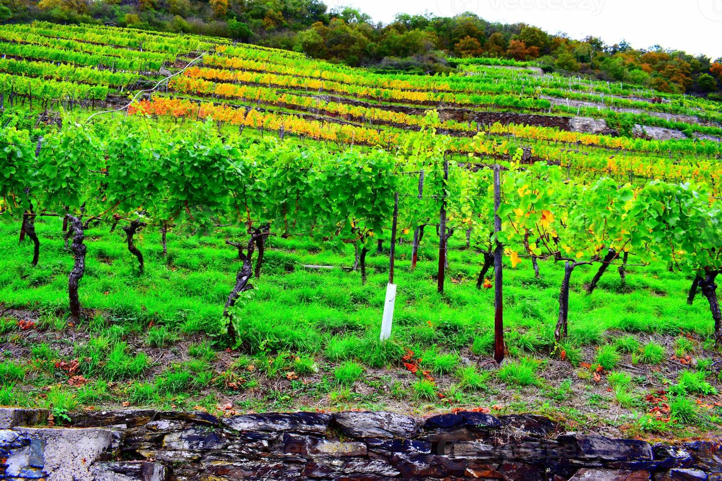 Vineyards in Autumn photo