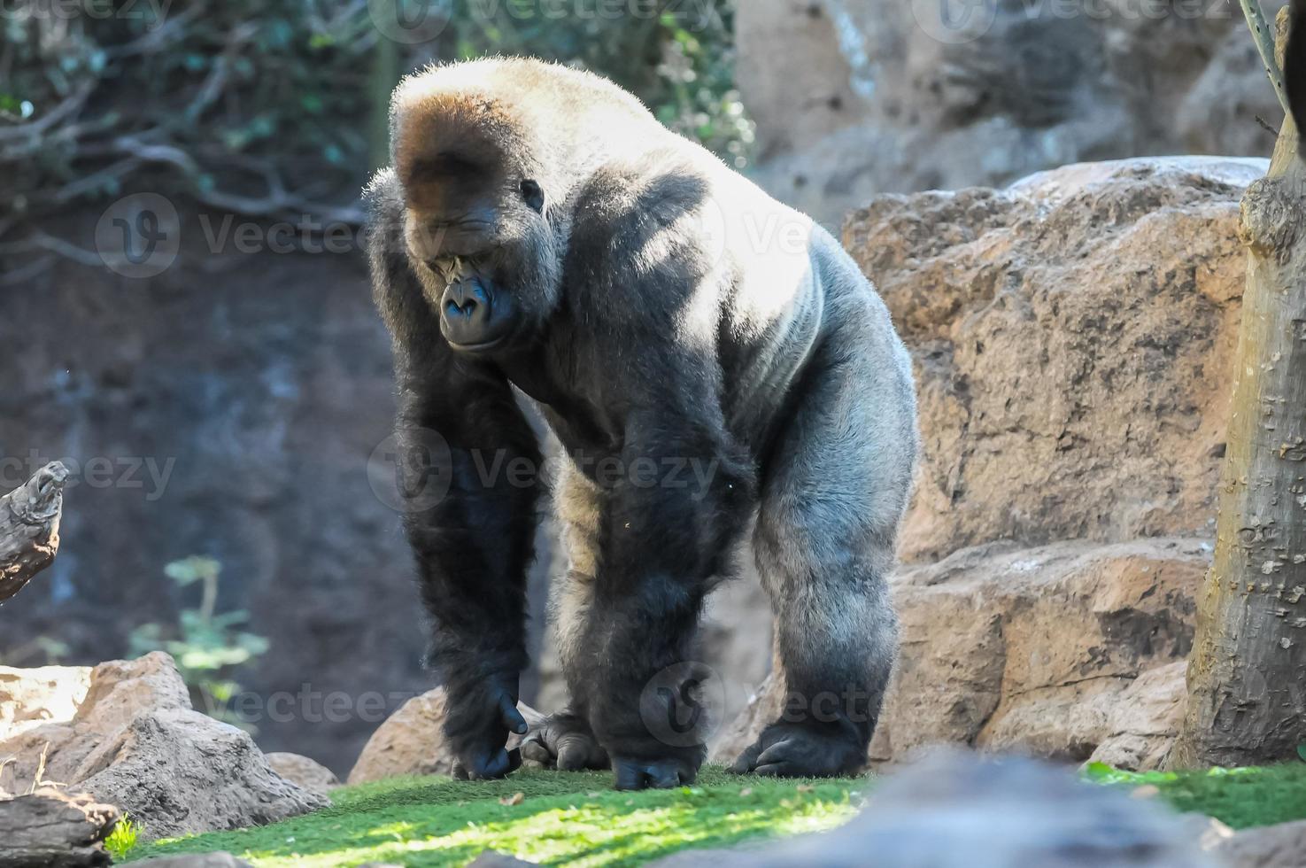 A standing gorilla photo