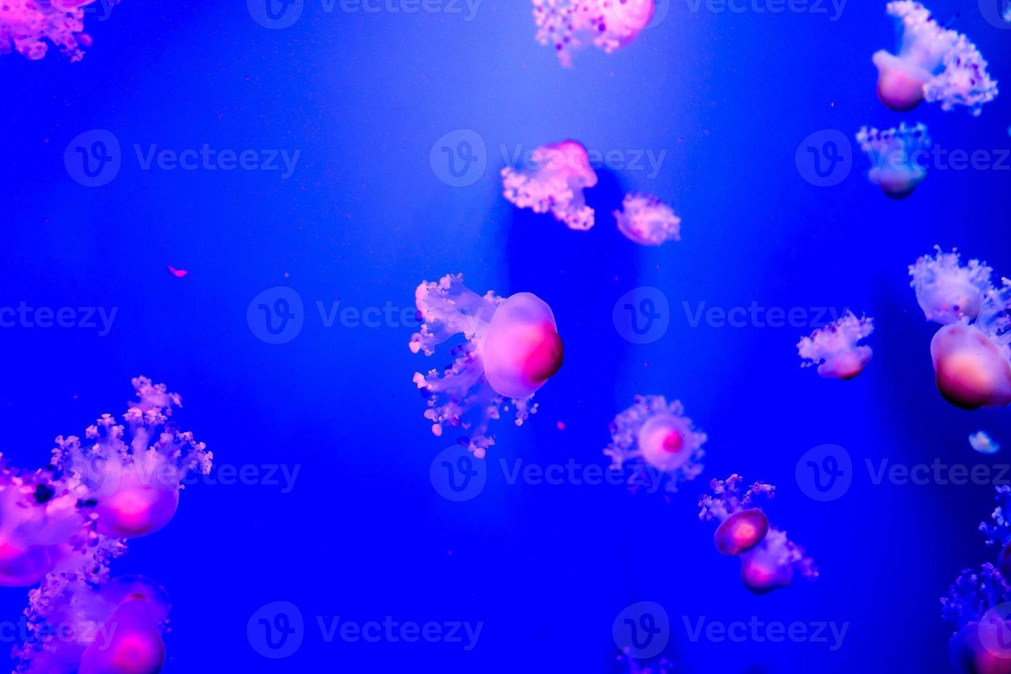 Jellyfish in the water photo