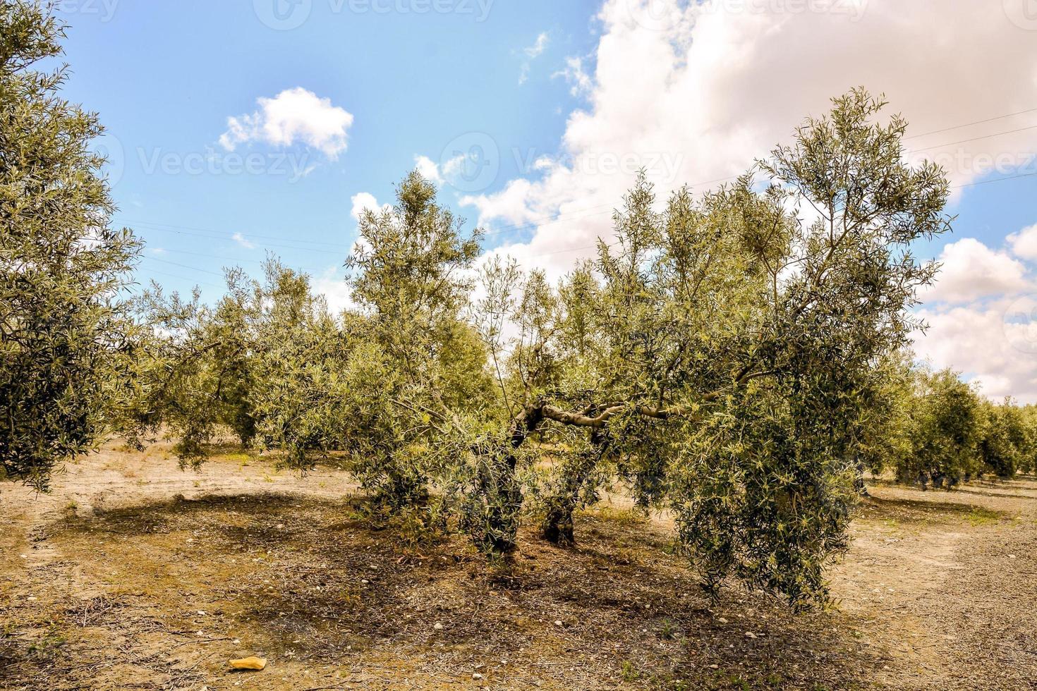 Scenic rural landscape photo