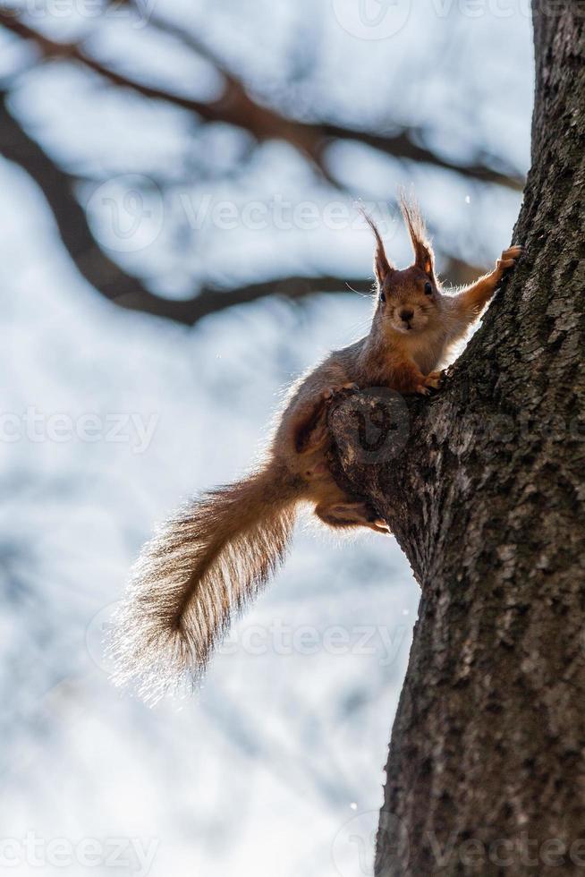 la ardilla se sienta en un arbol foto