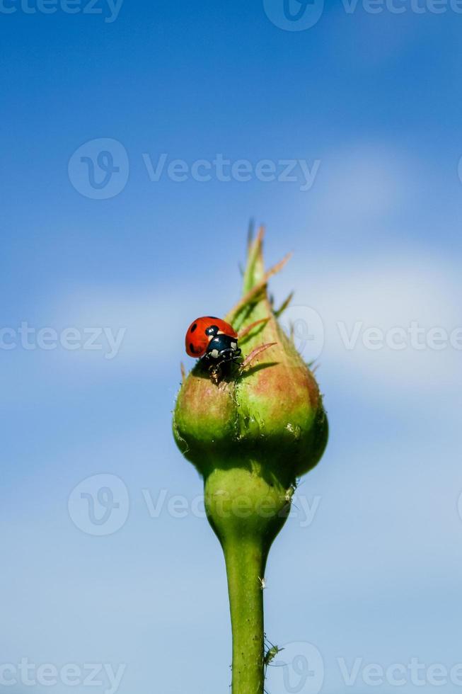 Ladybug on rose bud photo