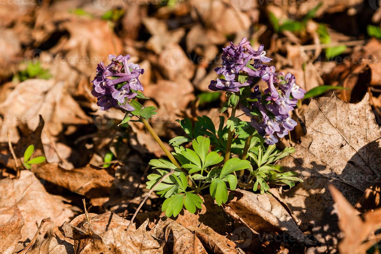 Spring lilac wildflowers among autumn leaves photo