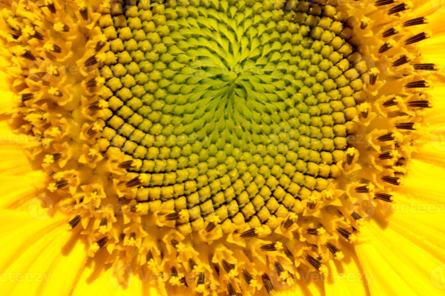 Sunflower head closeup. Beautiful pattern. Abstract natural background. Rustic backdrop for your design. Top view.Ukrainian symbol photo