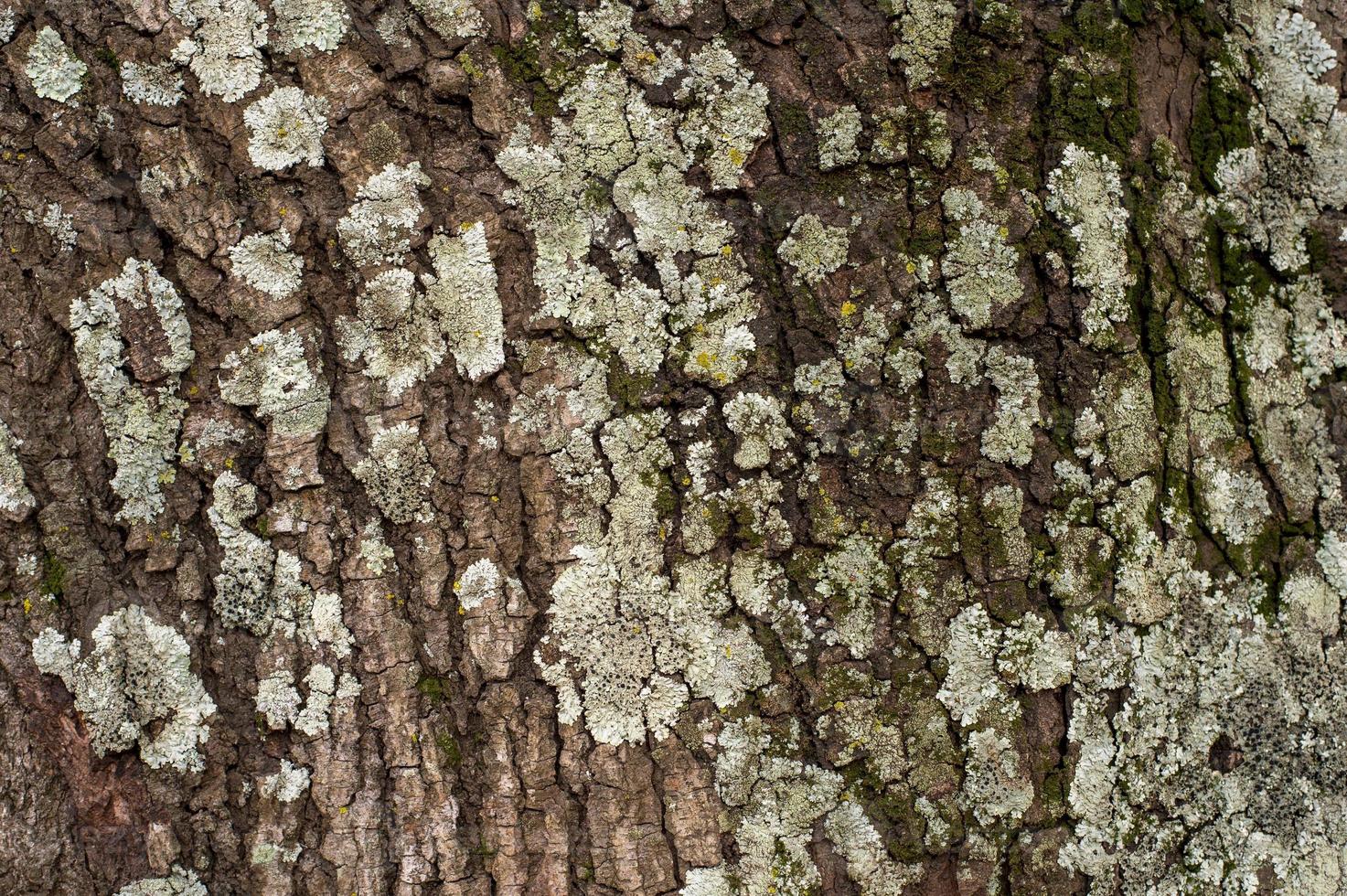 old tree texture with recesses and volume, to use as a background photo
