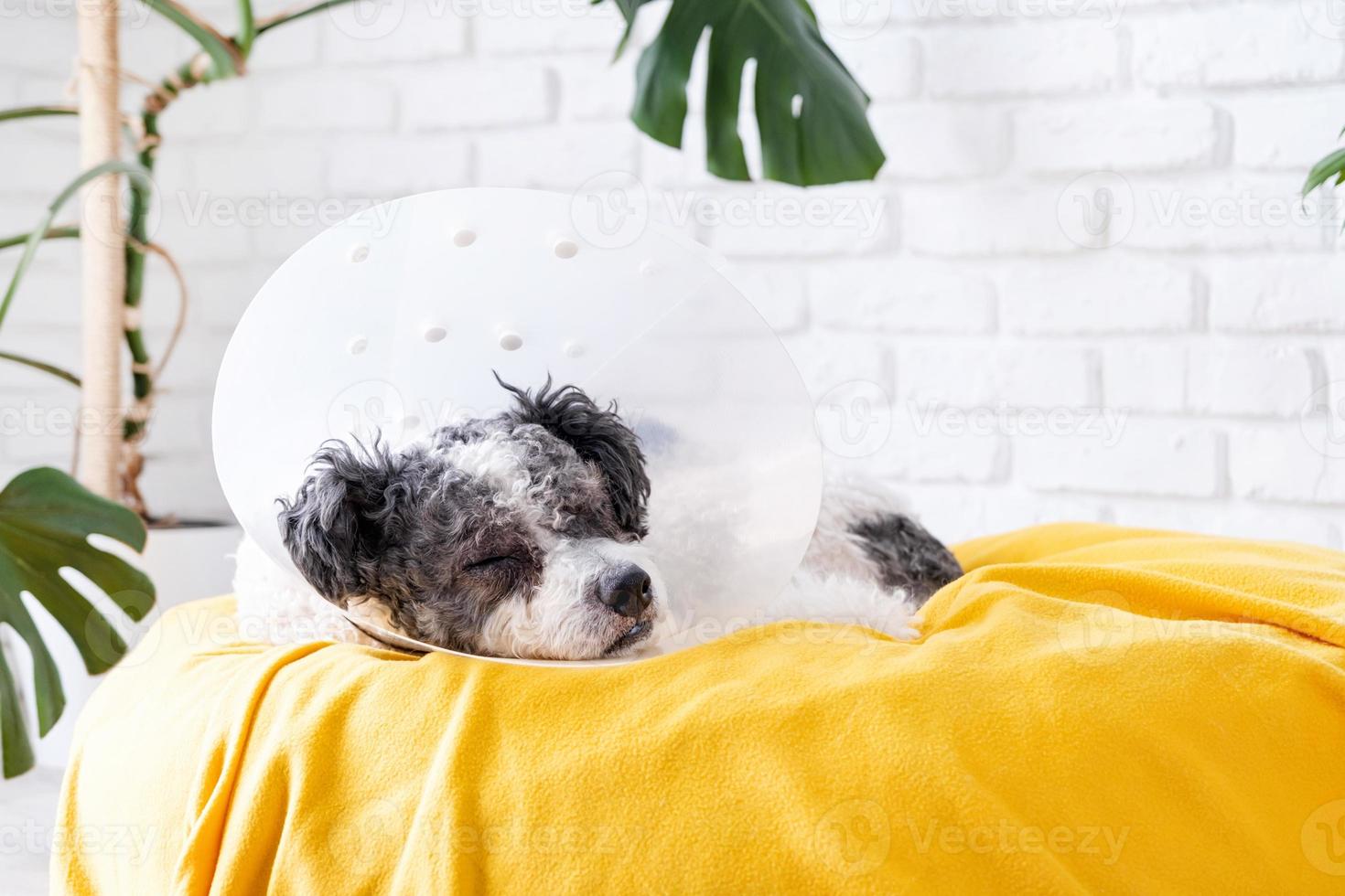 Cute mixed breed dog wearing protective cone collar after surgery, medical tools and equipment. photo