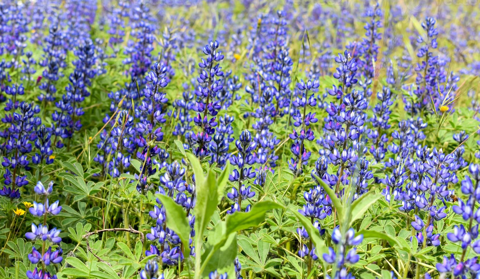Lupinus texensis Flower photo