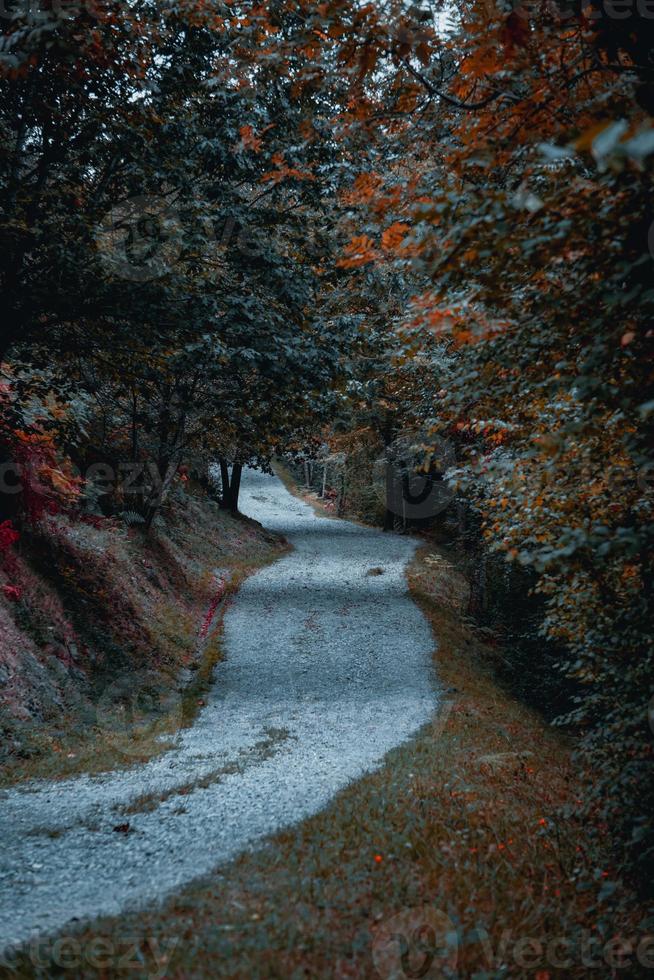 la carretera en el bosque, arboles con marrón hojas en otoño temporada foto