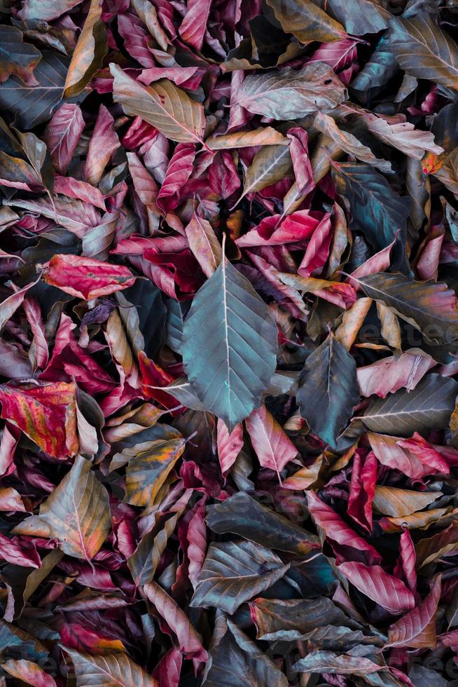 brown and red dry leaves in the ground in autumn season photo