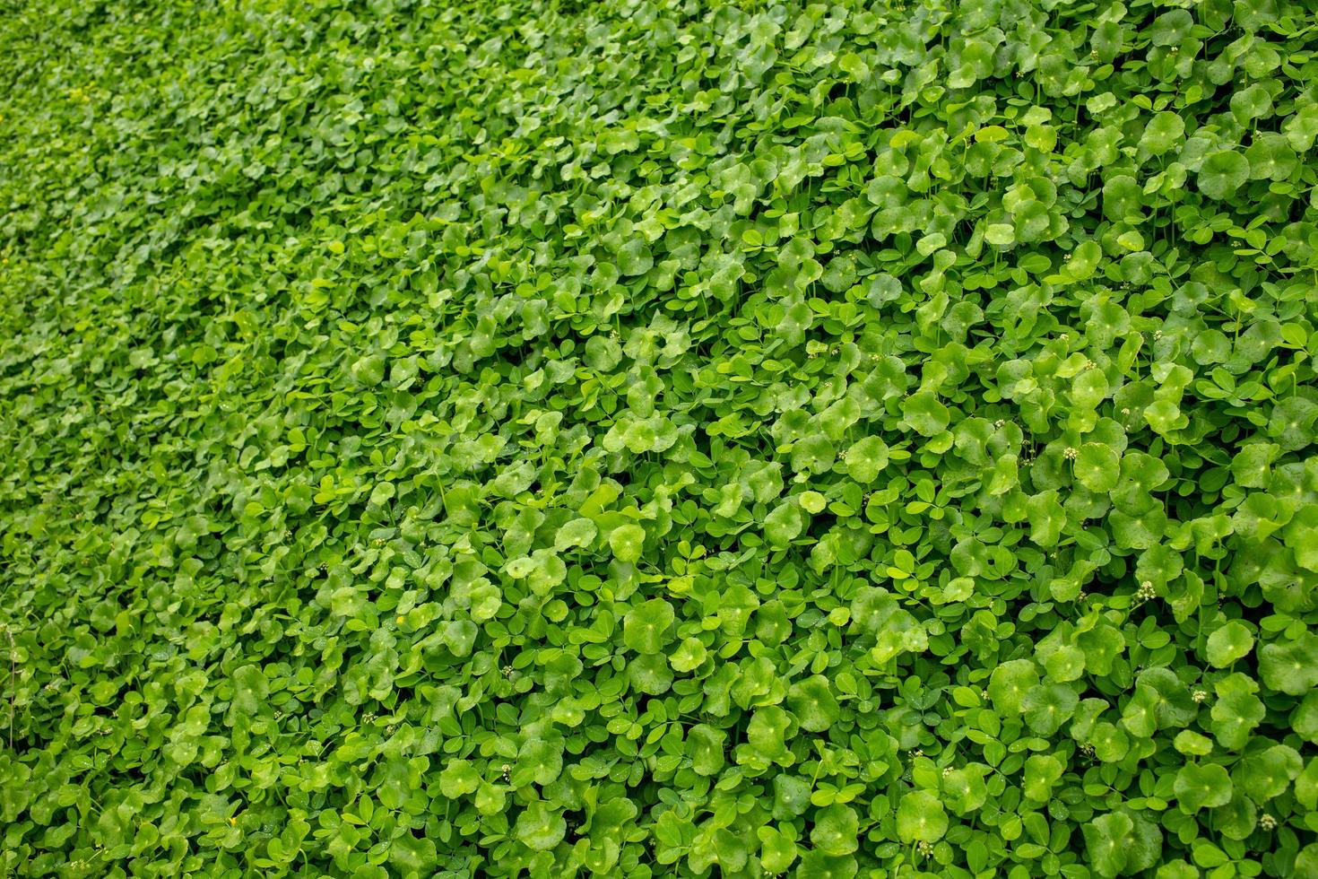 green lotus leaf in the rainy season photo