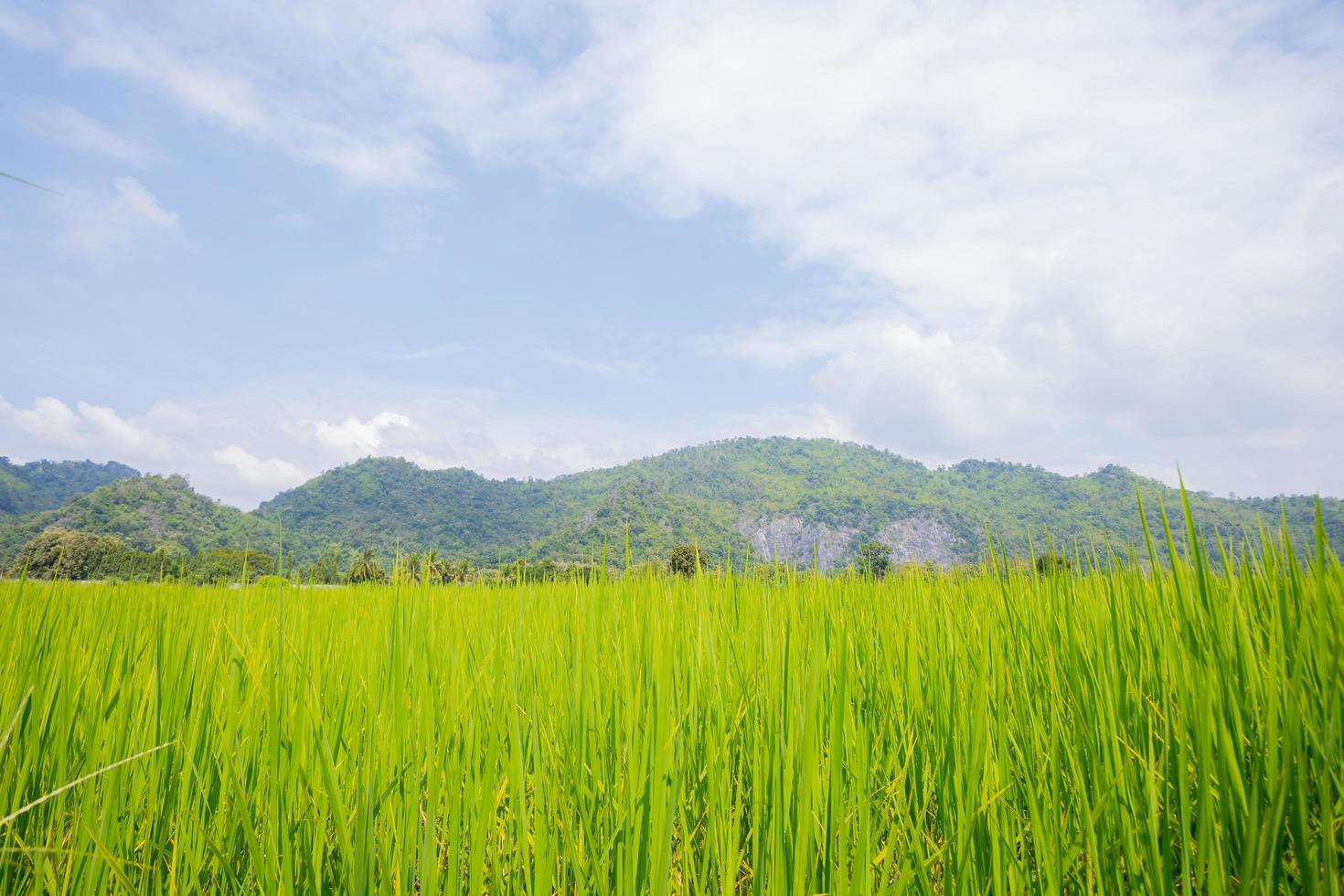 Green fields and mountains photo