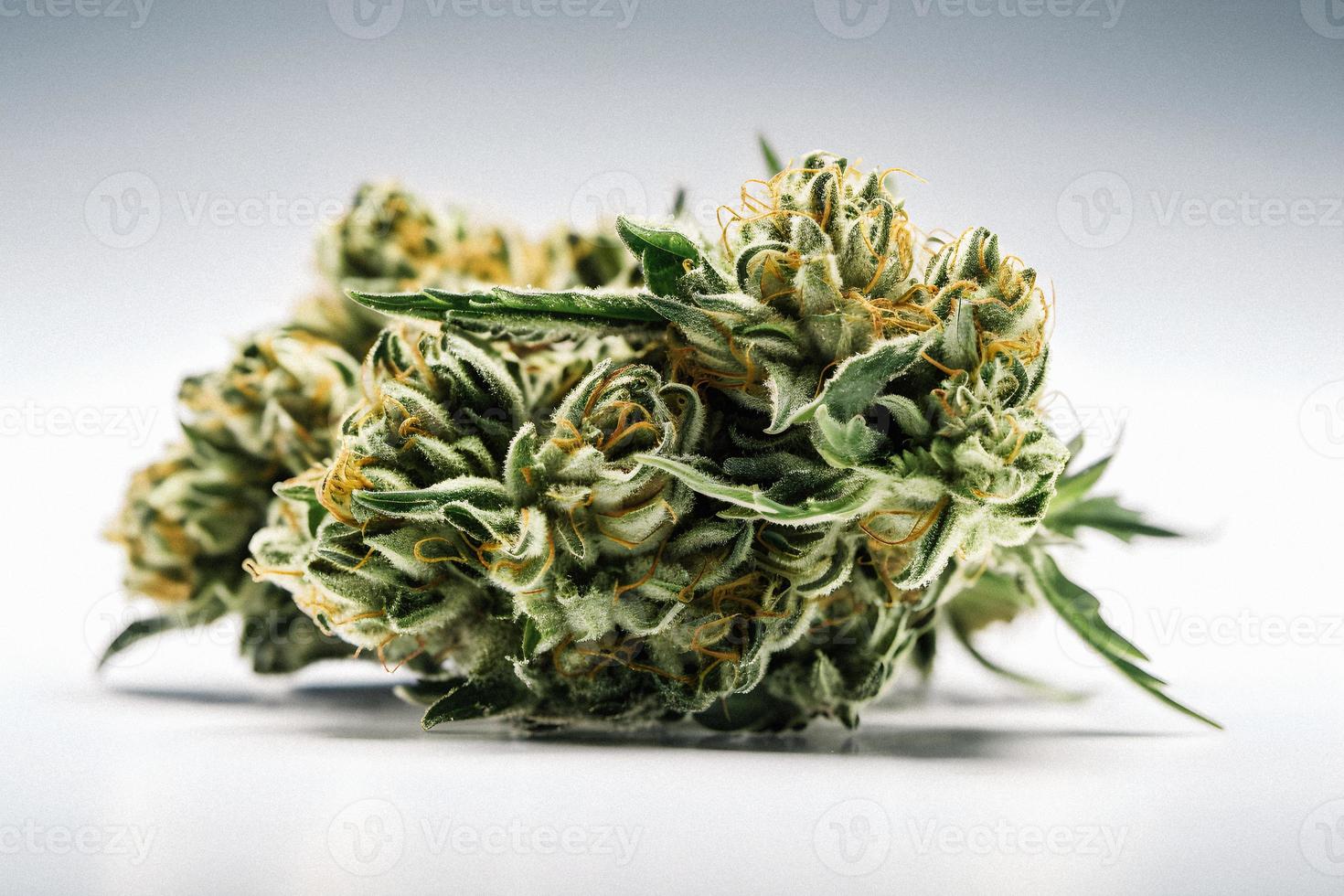 un alta resolución fotografía de un marijuana sativa brote en un blanco antecedentes foto