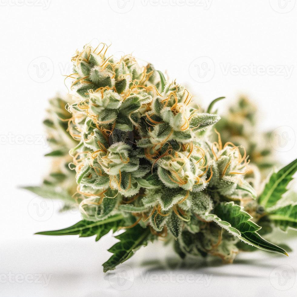 A High-Resolution Photograph of a Marijuana Sativa Bud on a White Background photo