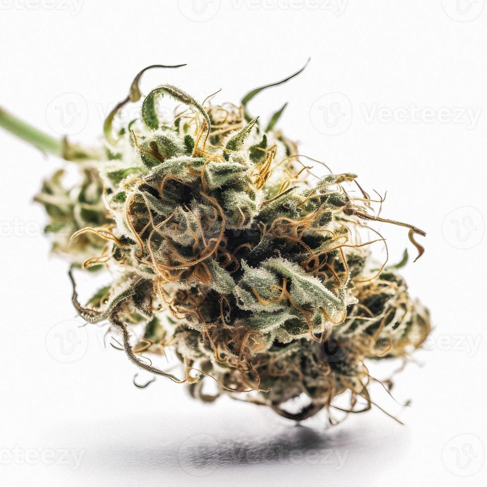 A High-Resolution Photograph of a Marijuana Sativa Bud on a White Background photo