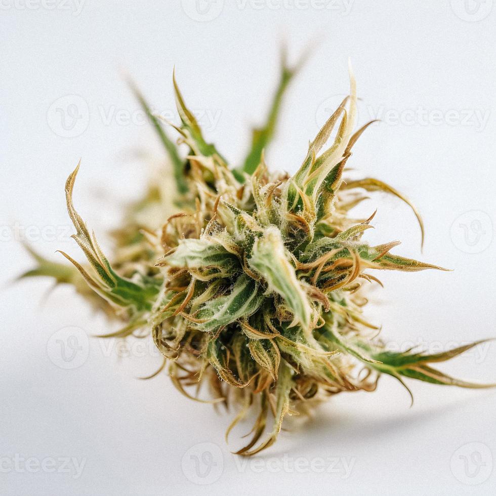 A High-Resolution Photograph of a Marijuana Sativa Bud on a White Background photo