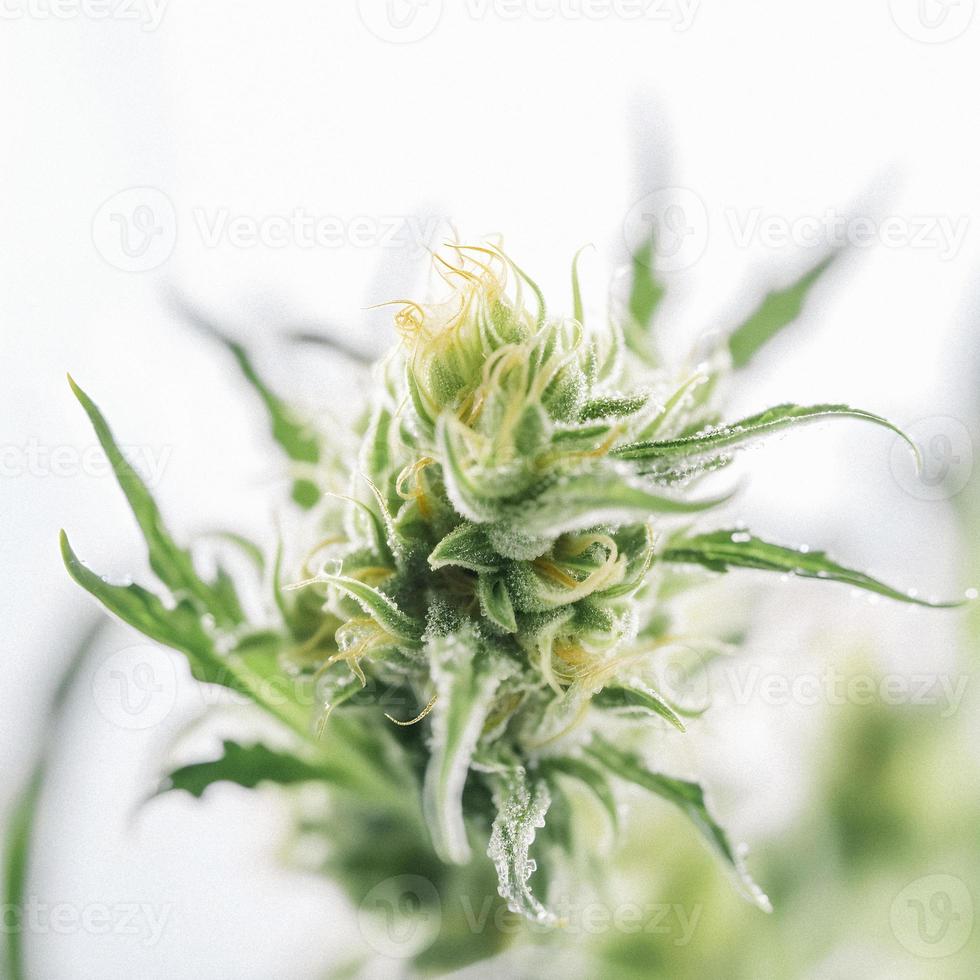 un alta resolución fotografía de un marijuana sativa brote en un blanco antecedentes foto