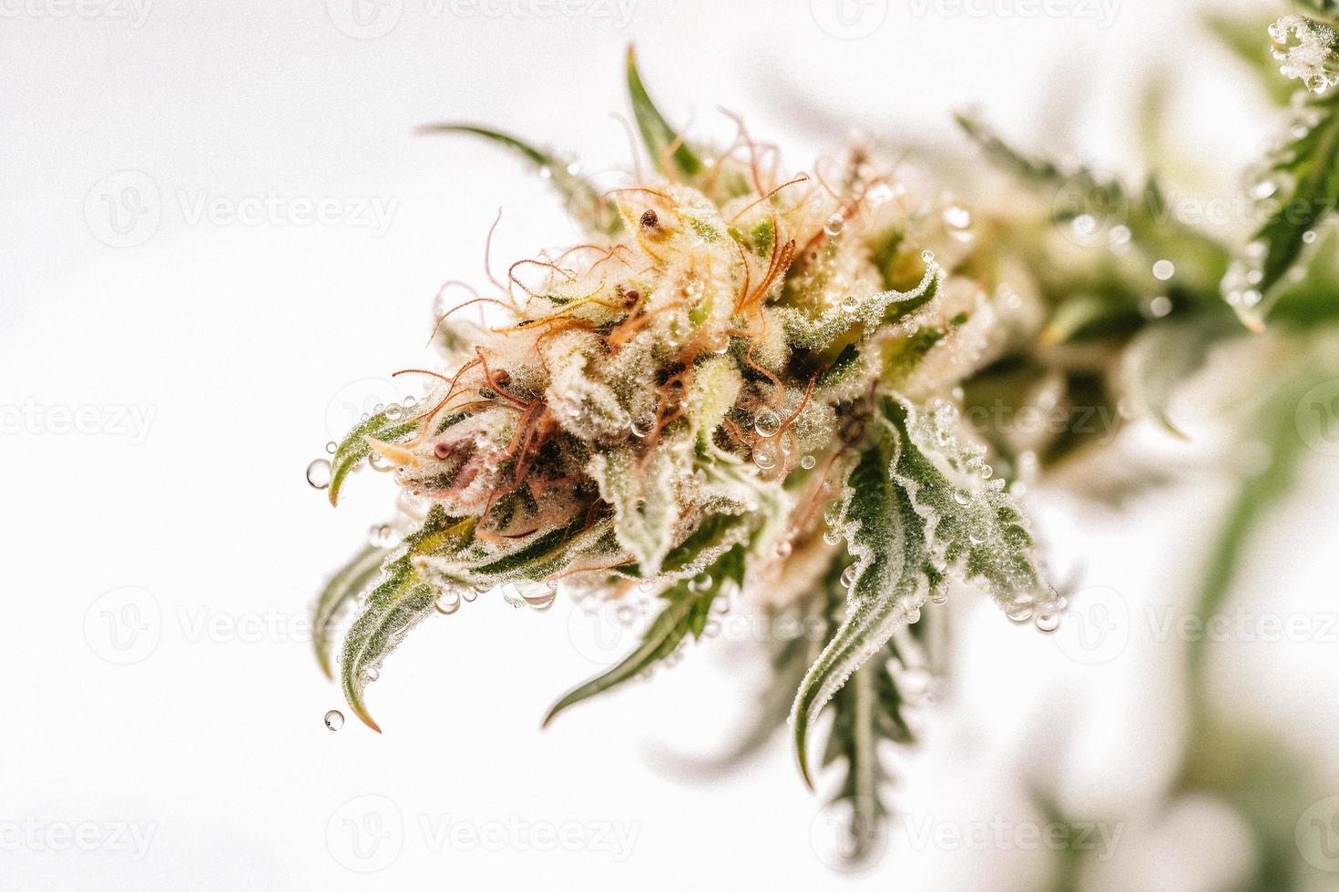 un alta resolución fotografía de un marijuana sativa brote en un blanco antecedentes foto