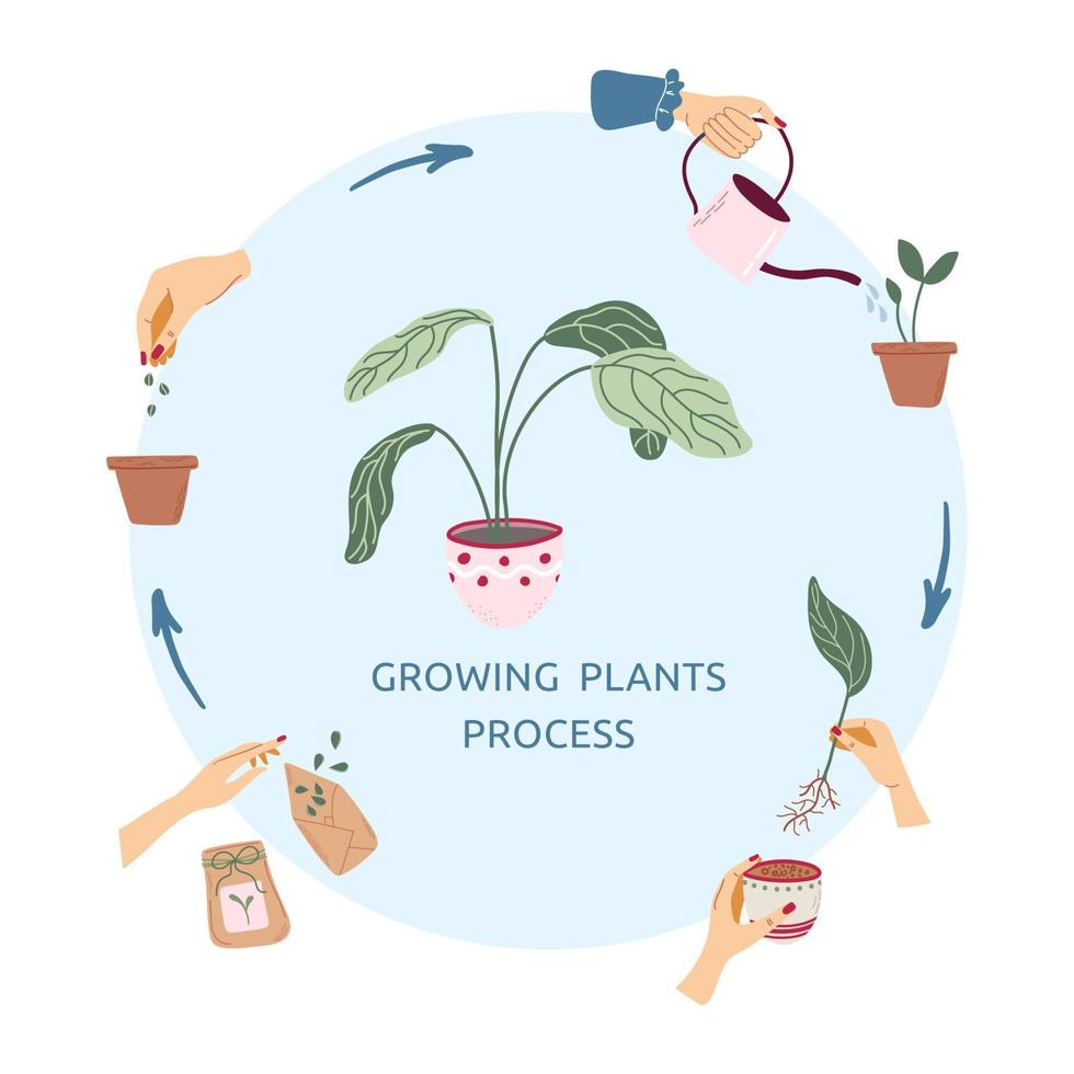 Poster for growing plants process with hands, seeds, pot, sprout and plant in the middle. Home gardening and plants care concept. Vector infographic.