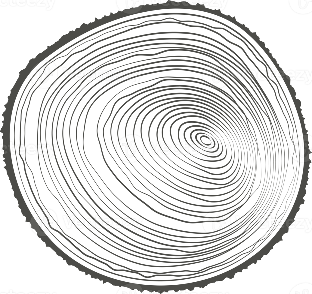 Tree rings wooden log. Circle annual stump texture. Line timber slices png