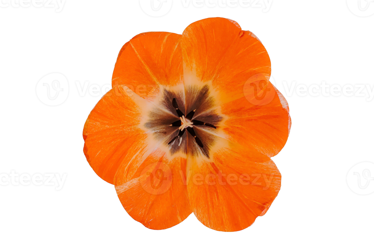 Orange flower isolated on a transparent background png