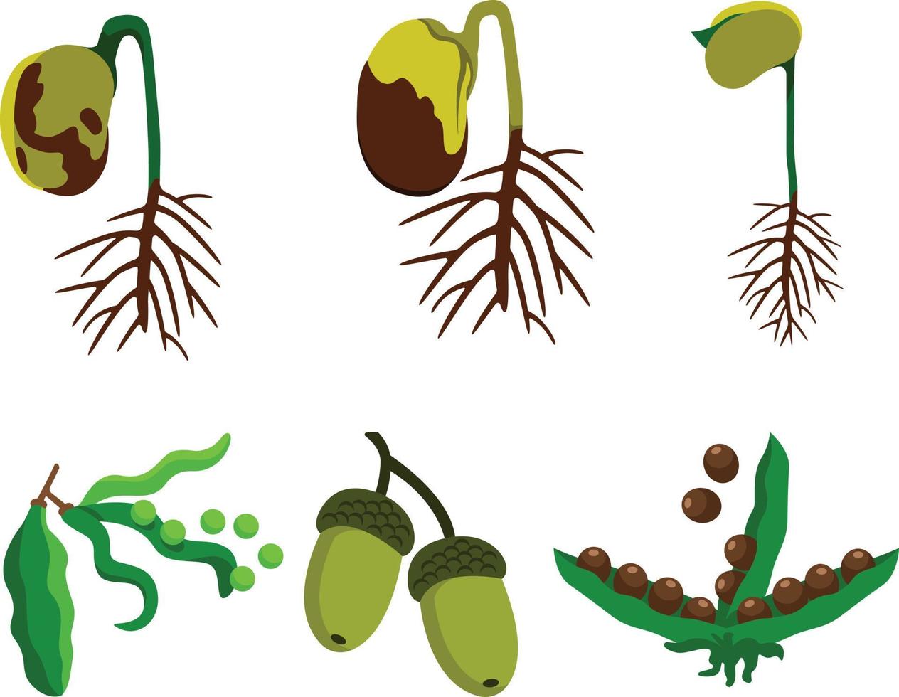 Set of green plants and seeds on white background. Vector illustration.