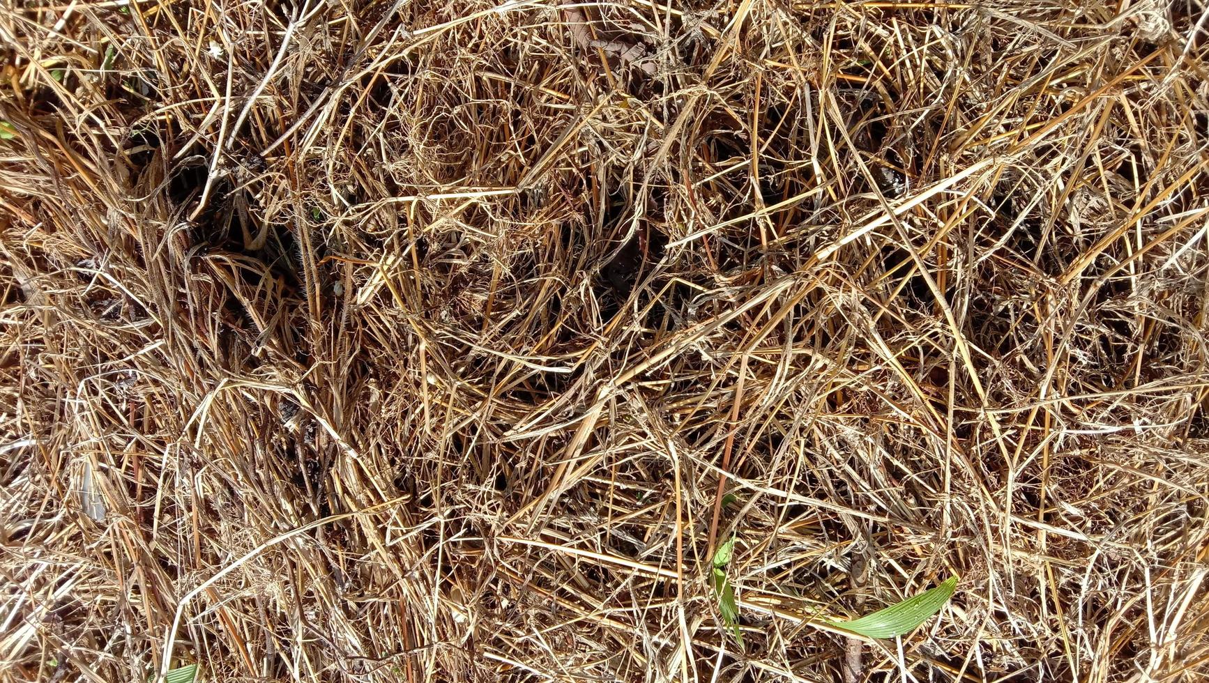 dead grass background. dry grass texture photo