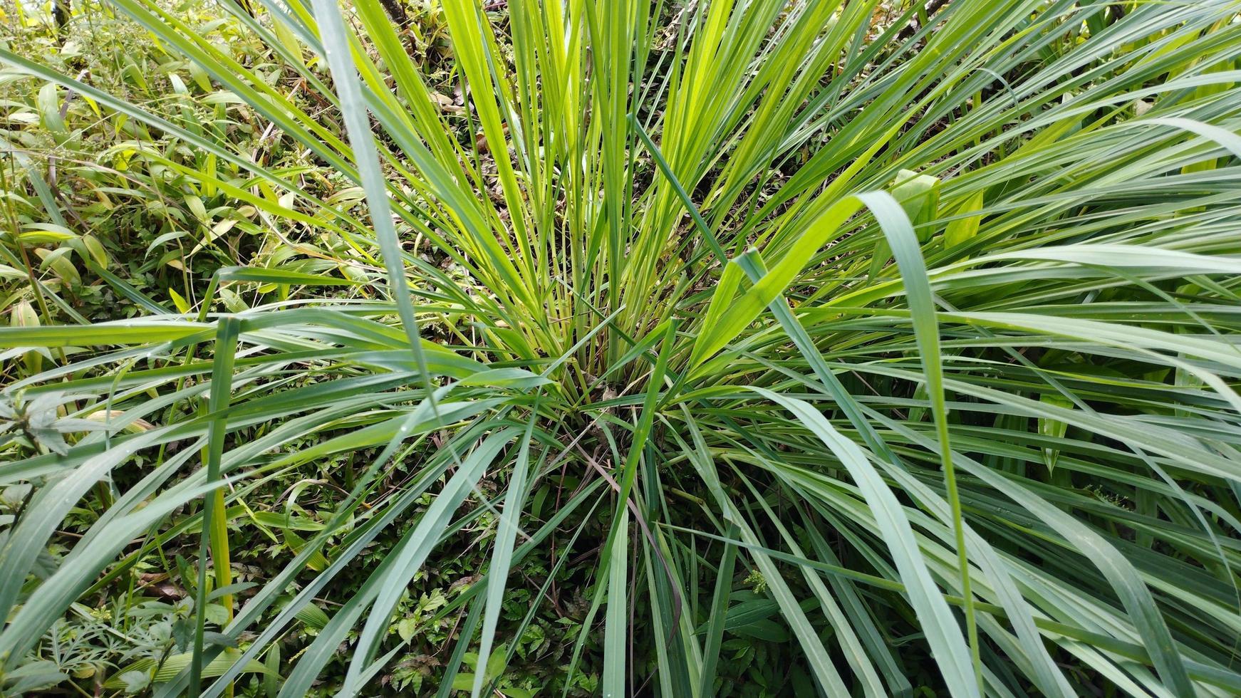 citronella plant cymbopogon citratus serai. sereh photo