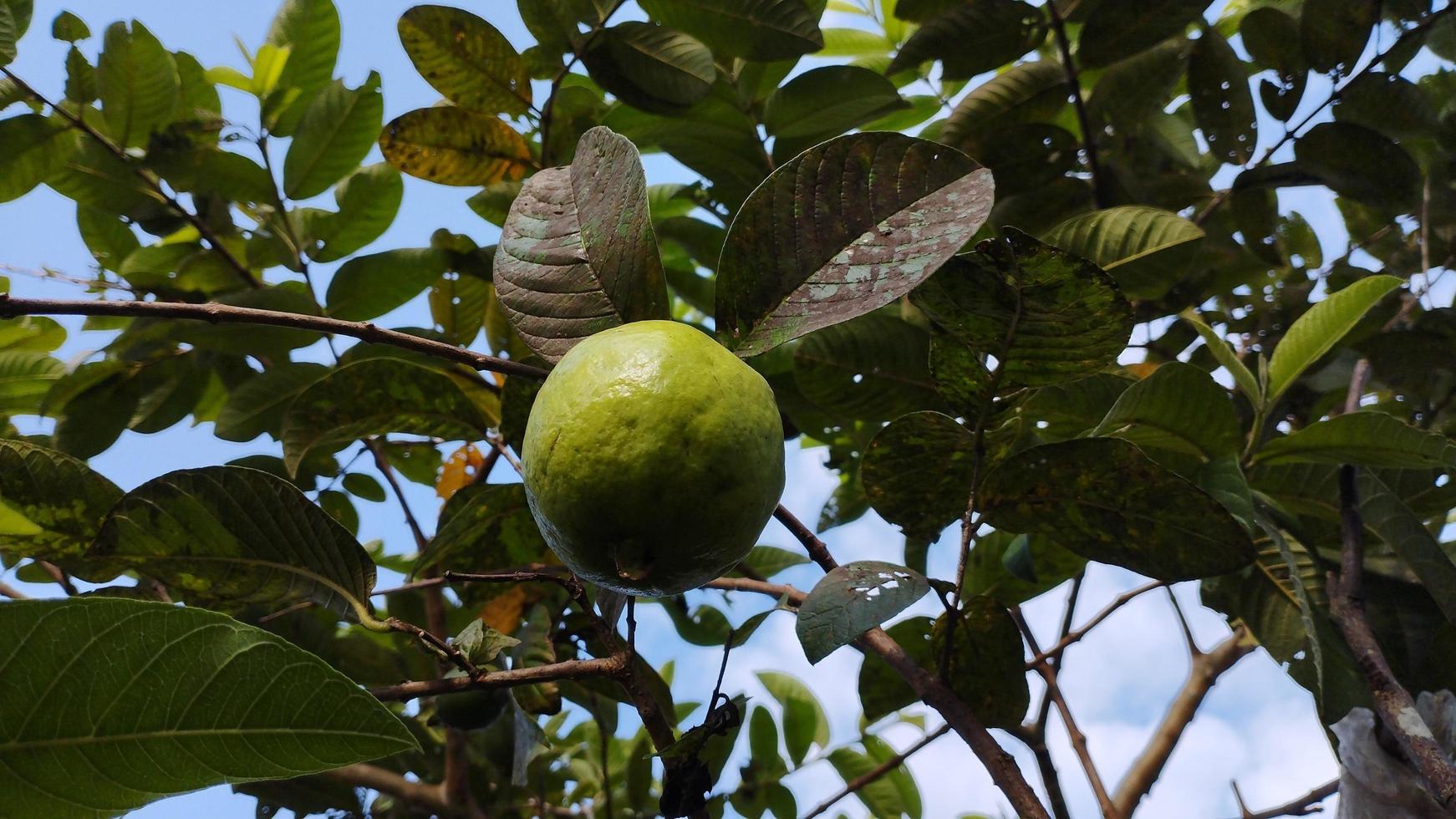 guava fruit. guava leaves. psidium guajava photo