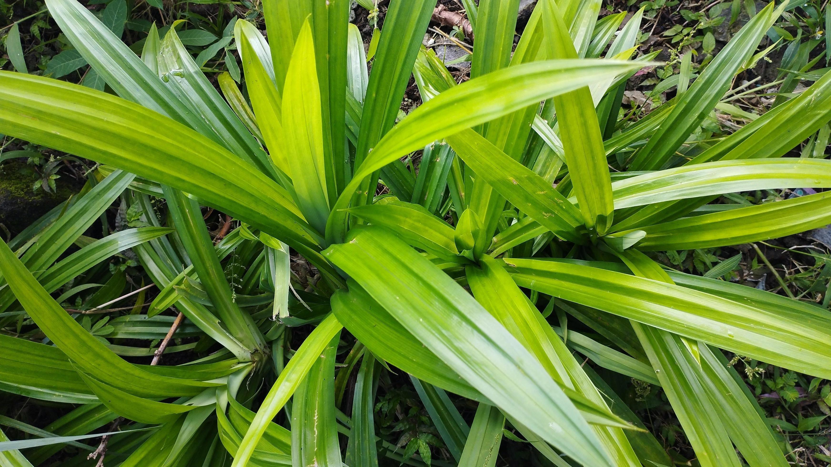 fragrant pandan leaves. pandanus amaryllifolius. daun pandan wangi