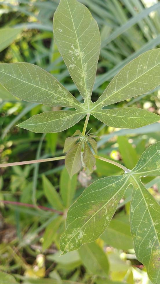 mandioca planta. manihot esculenta mandioca hojas. daun Singkong foto