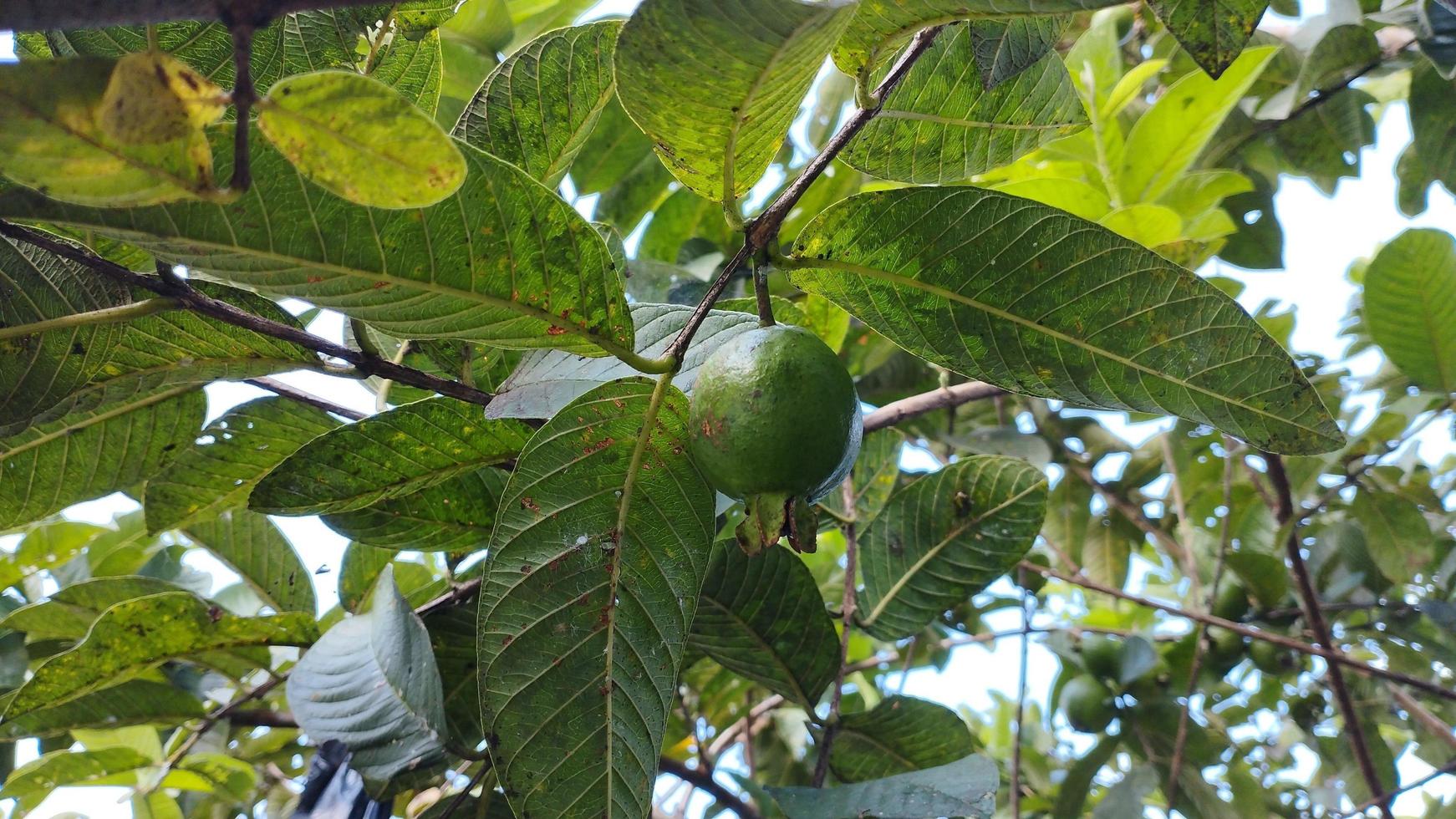 guava fruit. guava leaves. psidium guajava photo