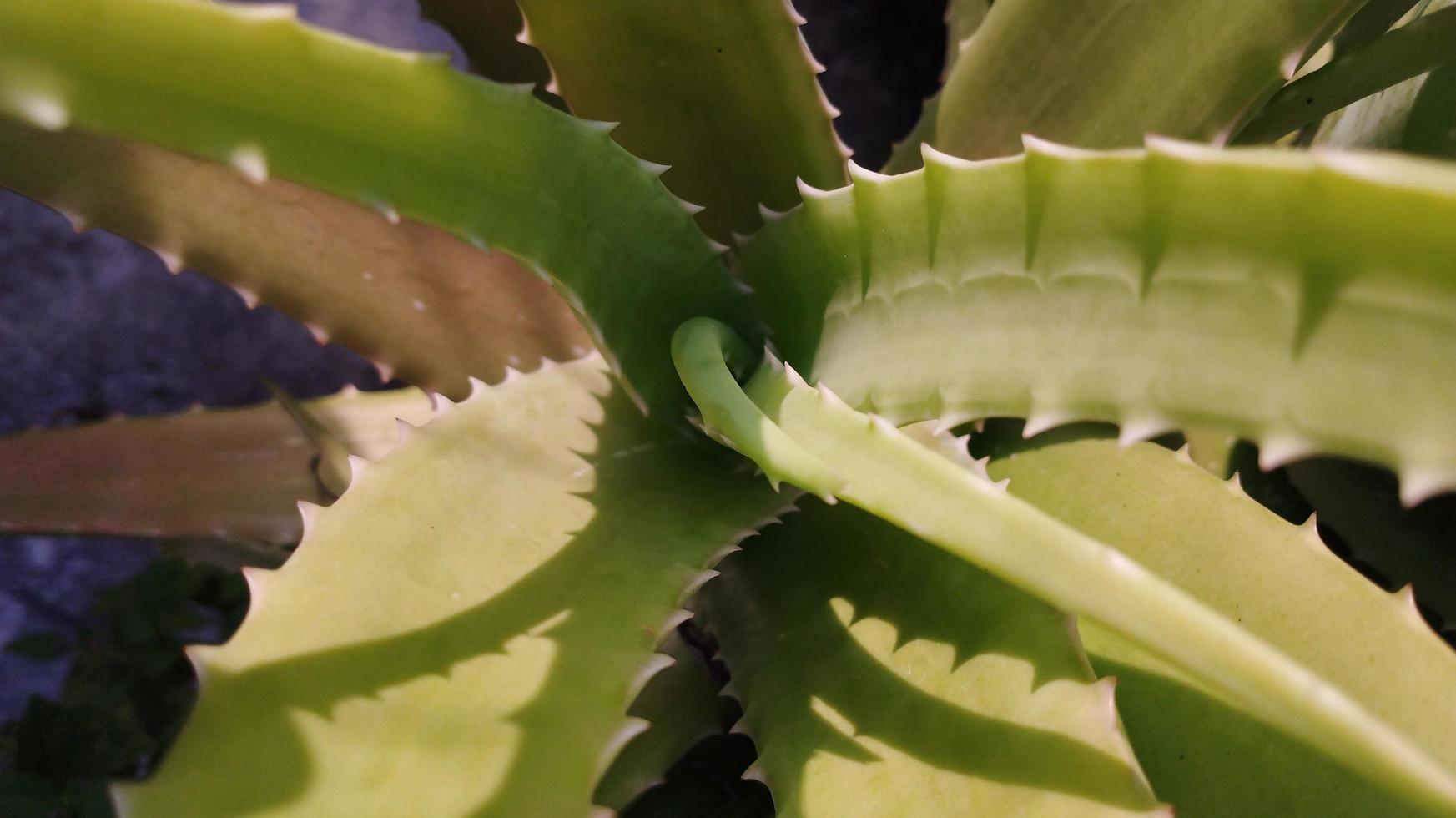 aloe vera plant. aloe vera herb photo