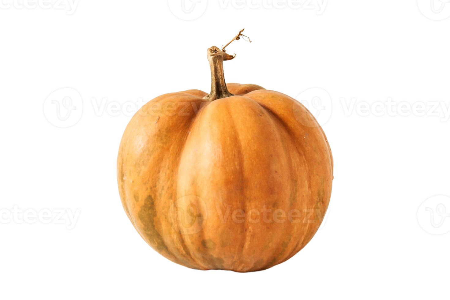 Orange pumpkin isolated on a transparent background png