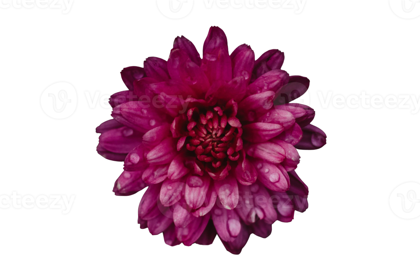 Purple flower isolated on a transparent background png