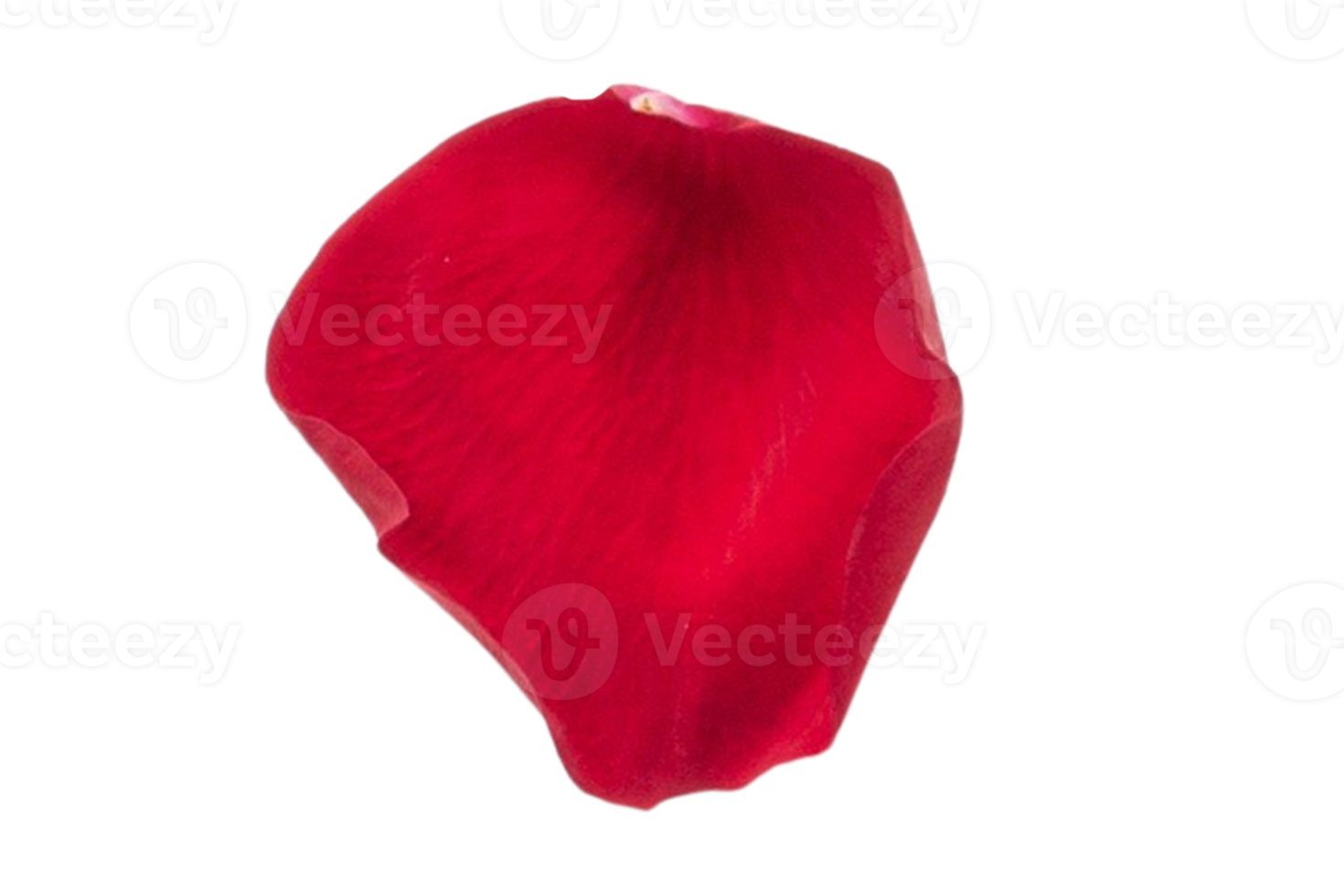 Red petal of roses isolated on a transparent background png