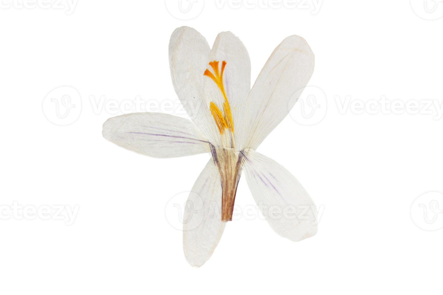 Weiß Blume isoliert auf ein transparent Hintergrund png