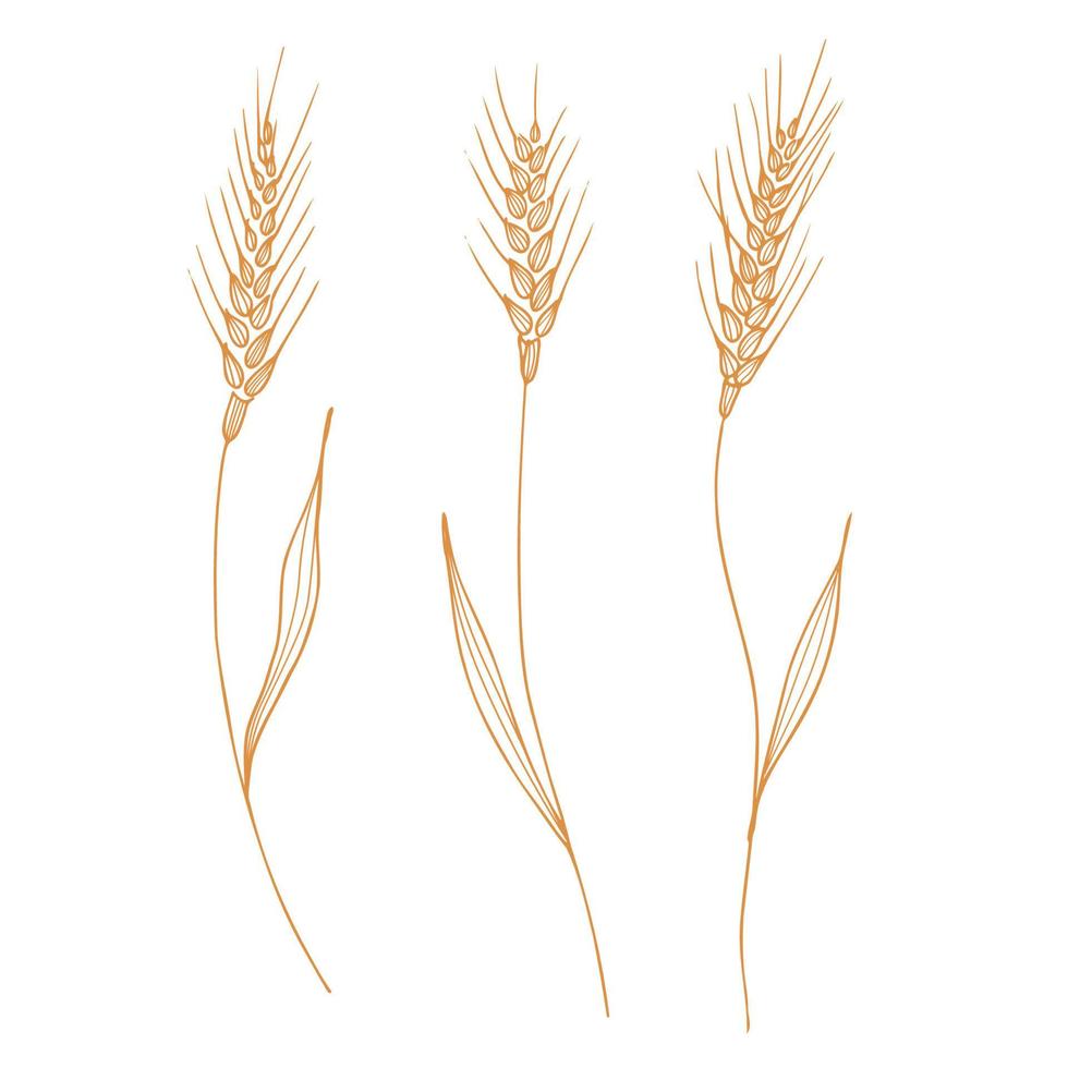 Ears of wheat, spelt. Heap of ears of wheat, dried whole grains. Cereal harvest, agriculture, organic farming, healthy food symbol. Ears of wheat are drawn by hand. Design element. Isolated background vector