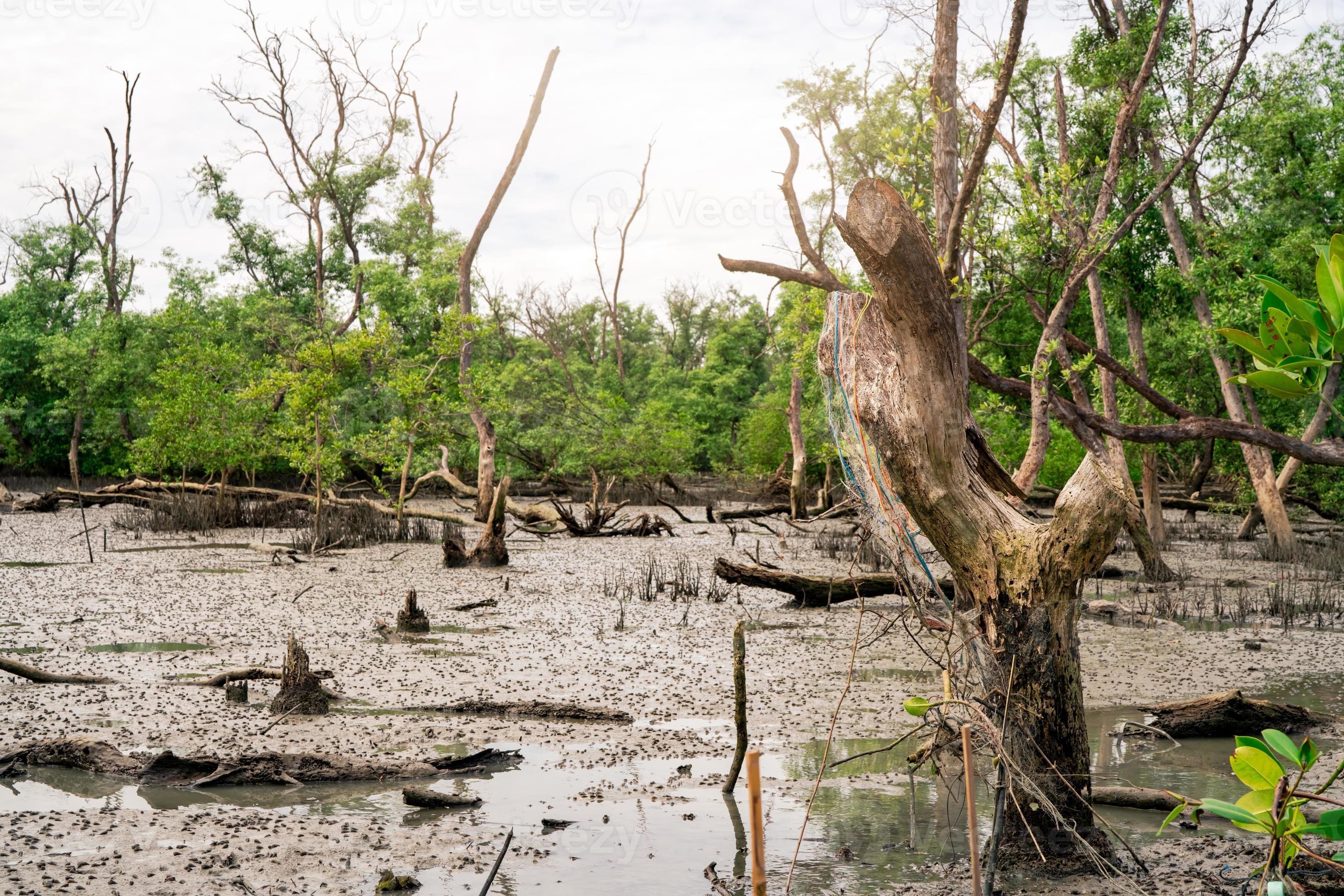 Green mangrove forest at low tide. Mangrove trees capture CO2. Net zero